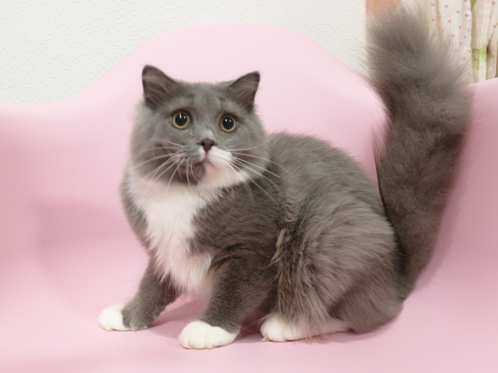 スコティッシュフォールドの子猫画像