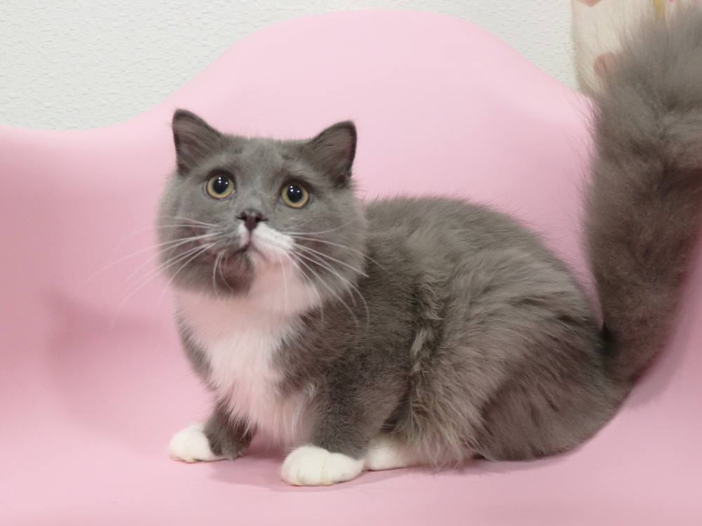 スコティッシュフォールドの子猫画像