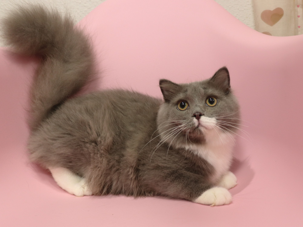 スコティッシュフォールドの子猫画像