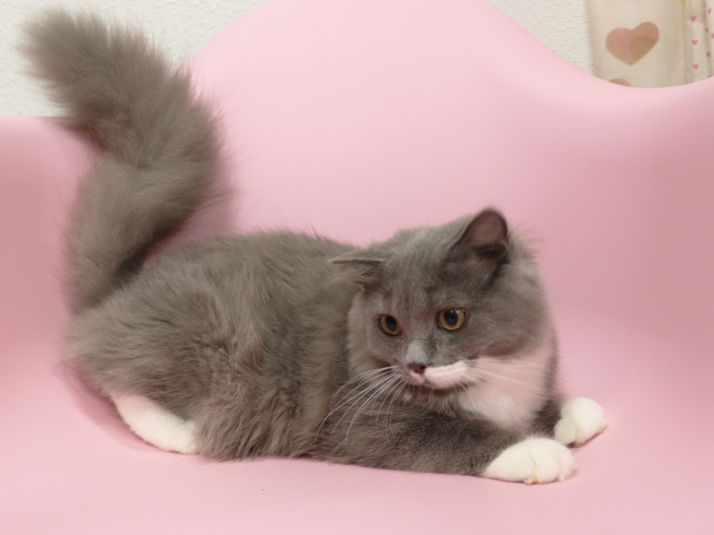 スコティッシュフォールドの子猫画像