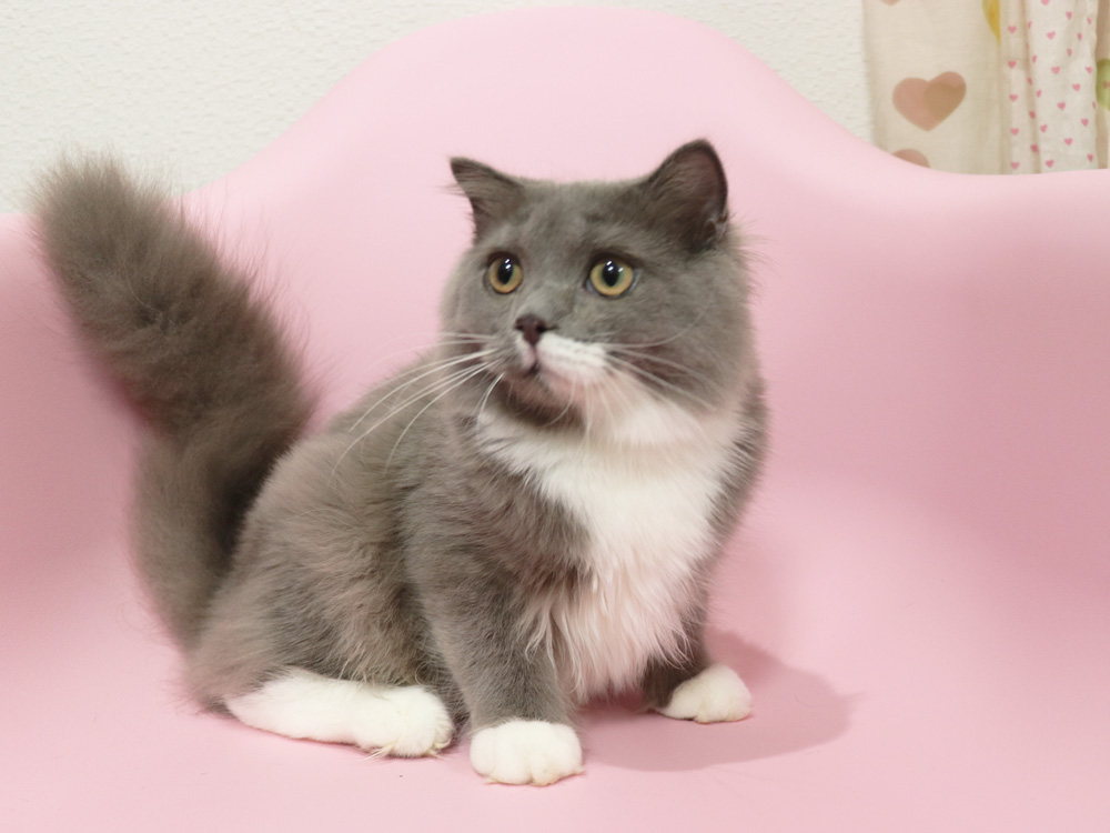 スコティッシュフォールドの子猫画像