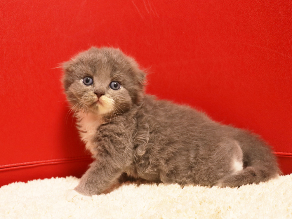 スコティッシュフォールドの子猫画像