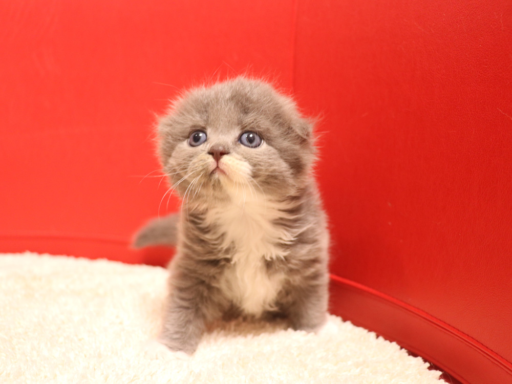 スコティッシュフォールドの子猫画像