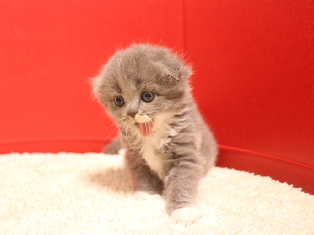 スコティッシュフォールドの子猫画像