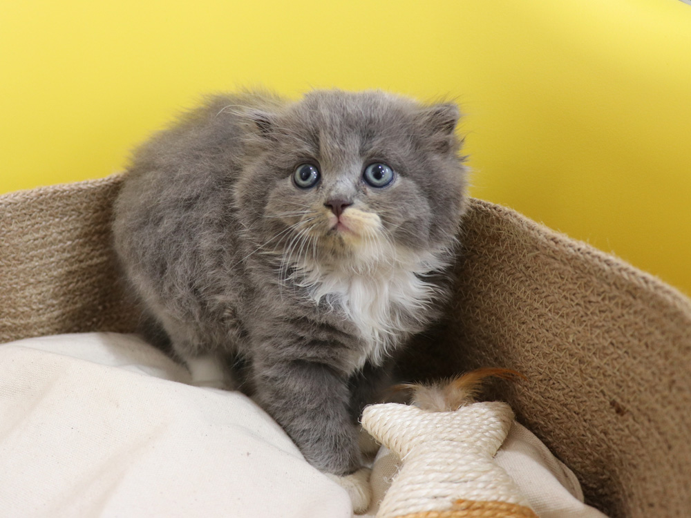 スコティッシュフォールドの子猫画像