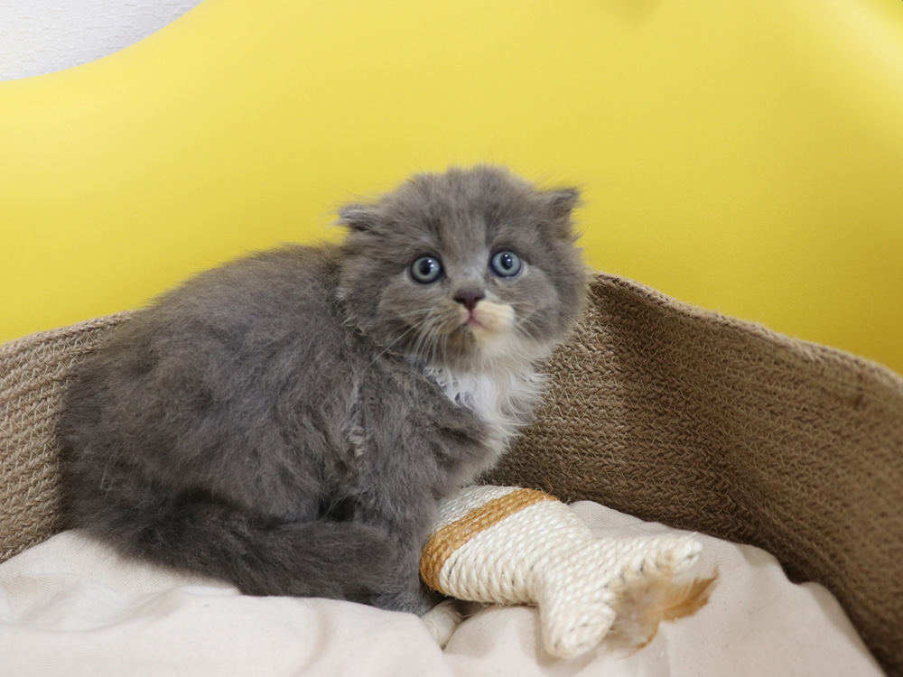 スコティッシュフォールドの子猫画像