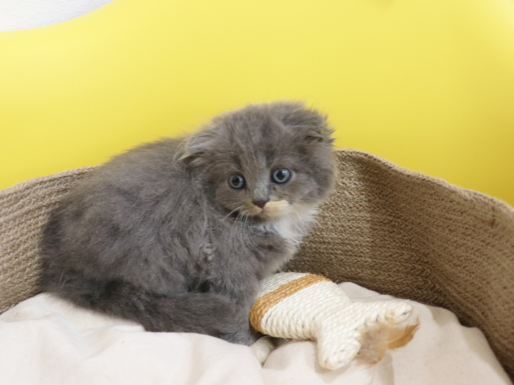 スコティッシュフォールドの子猫画像
