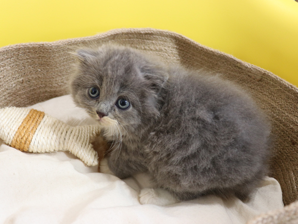 スコティッシュフォールドの子猫画像