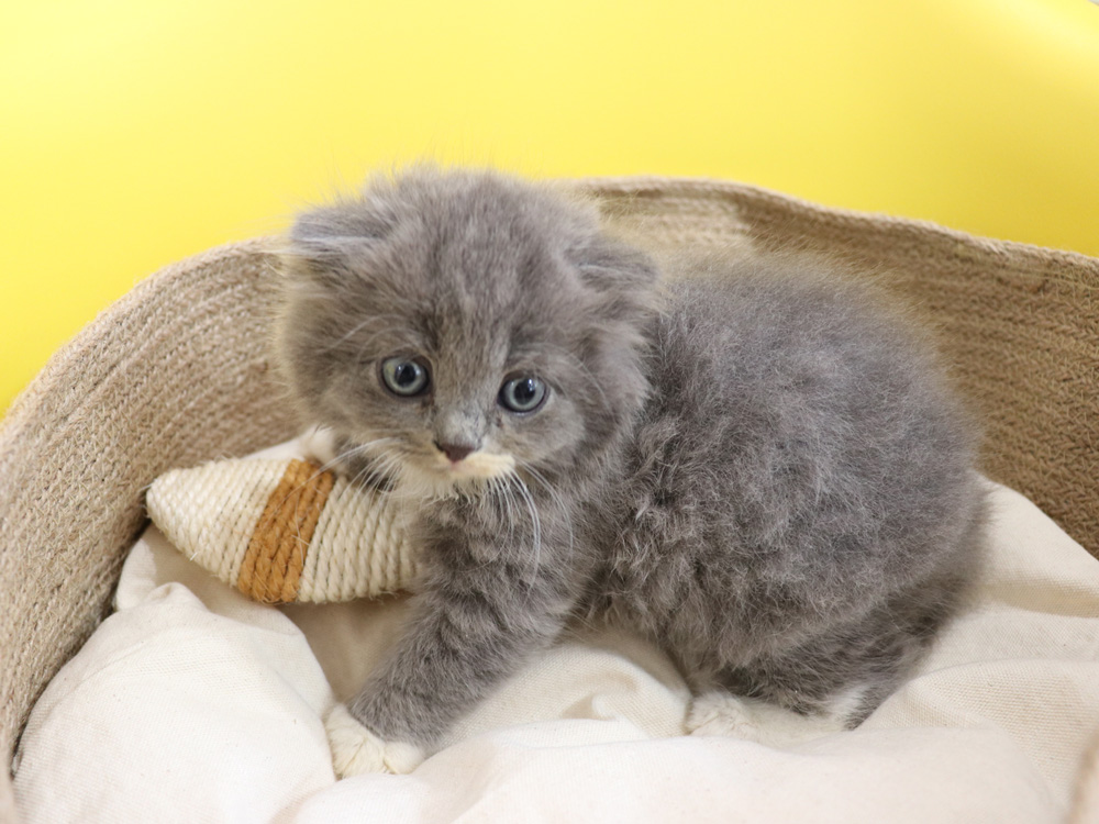 スコティッシュフォールドの子猫画像