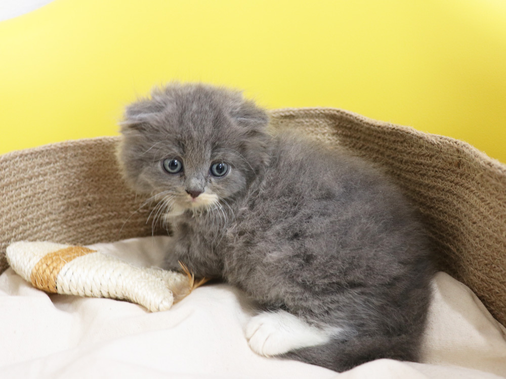 スコティッシュフォールドの子猫画像