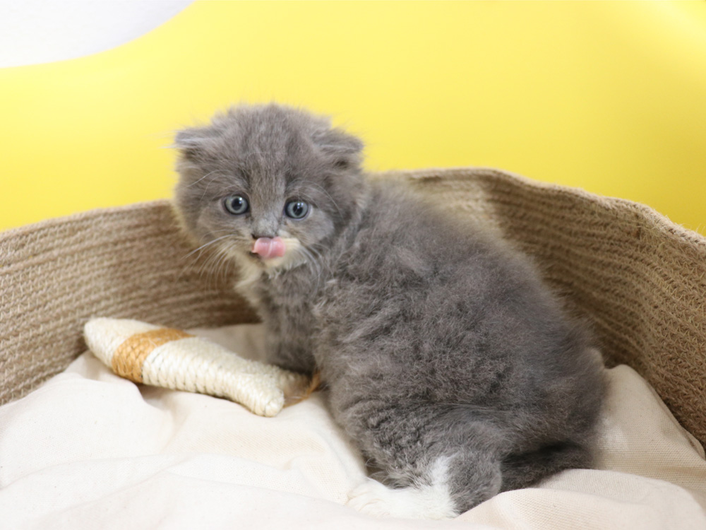 スコティッシュフォールドの子猫画像