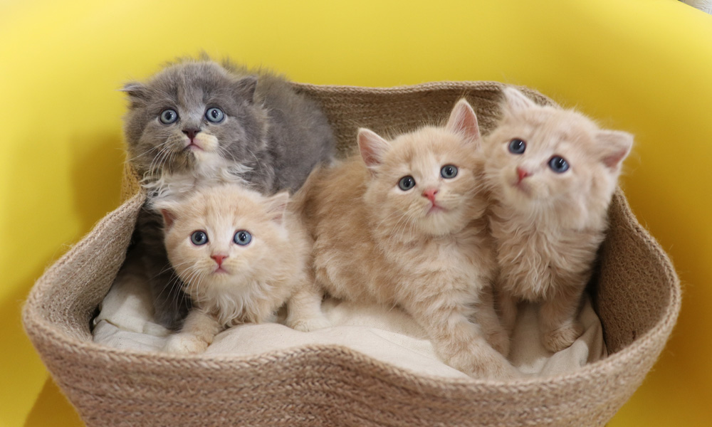 スコティッシュフォールドの子猫画像