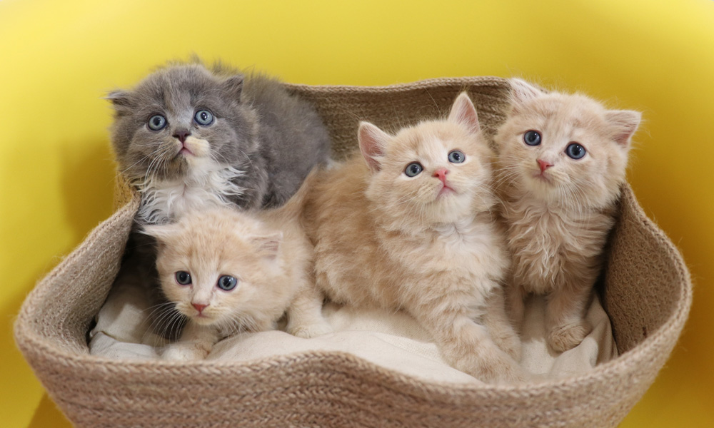 スコティッシュフォールドの子猫画像