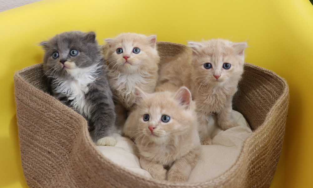 スコティッシュフォールドの子猫画像