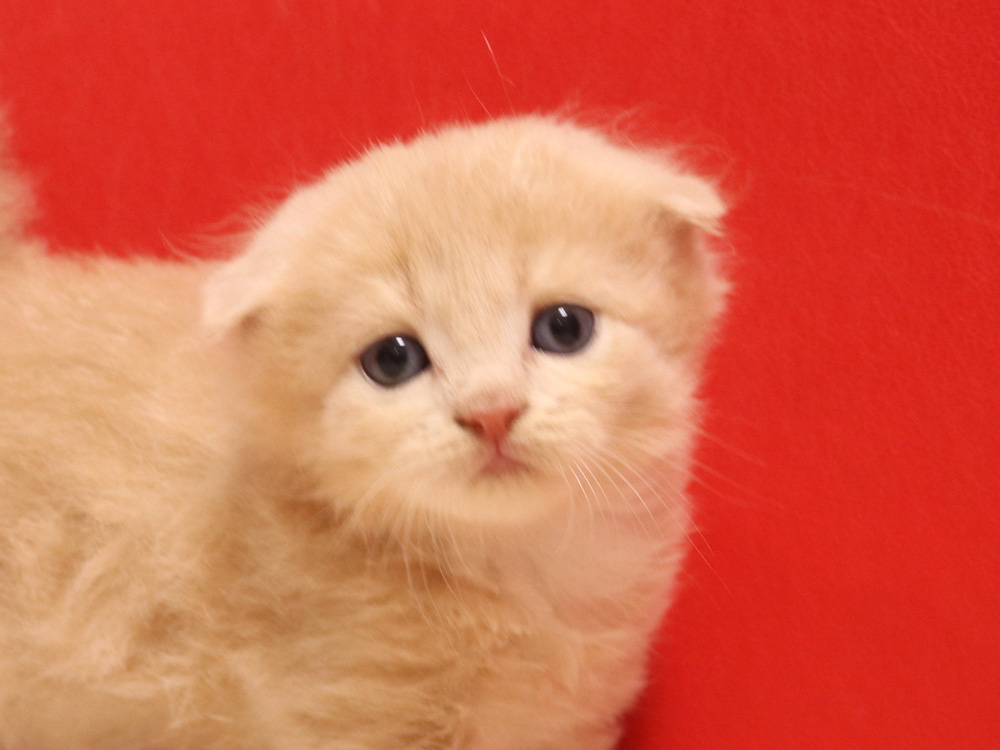 スコティッシュフォールドの子猫画像