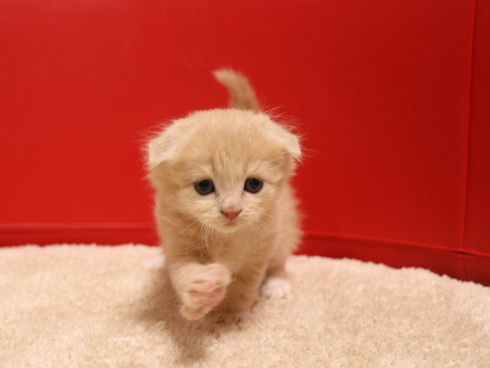 スコティッシュフォールドの子猫画像