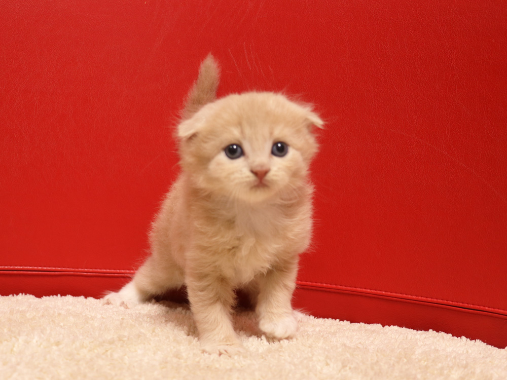 スコティッシュフォールドの子猫画像