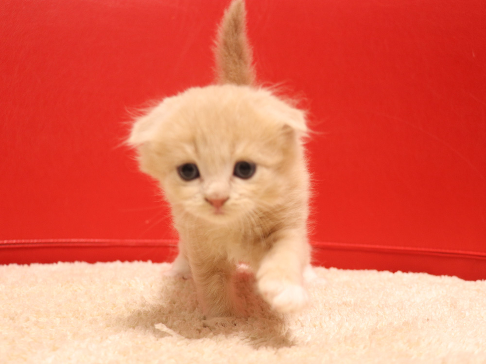 スコティッシュフォールドの子猫画像
