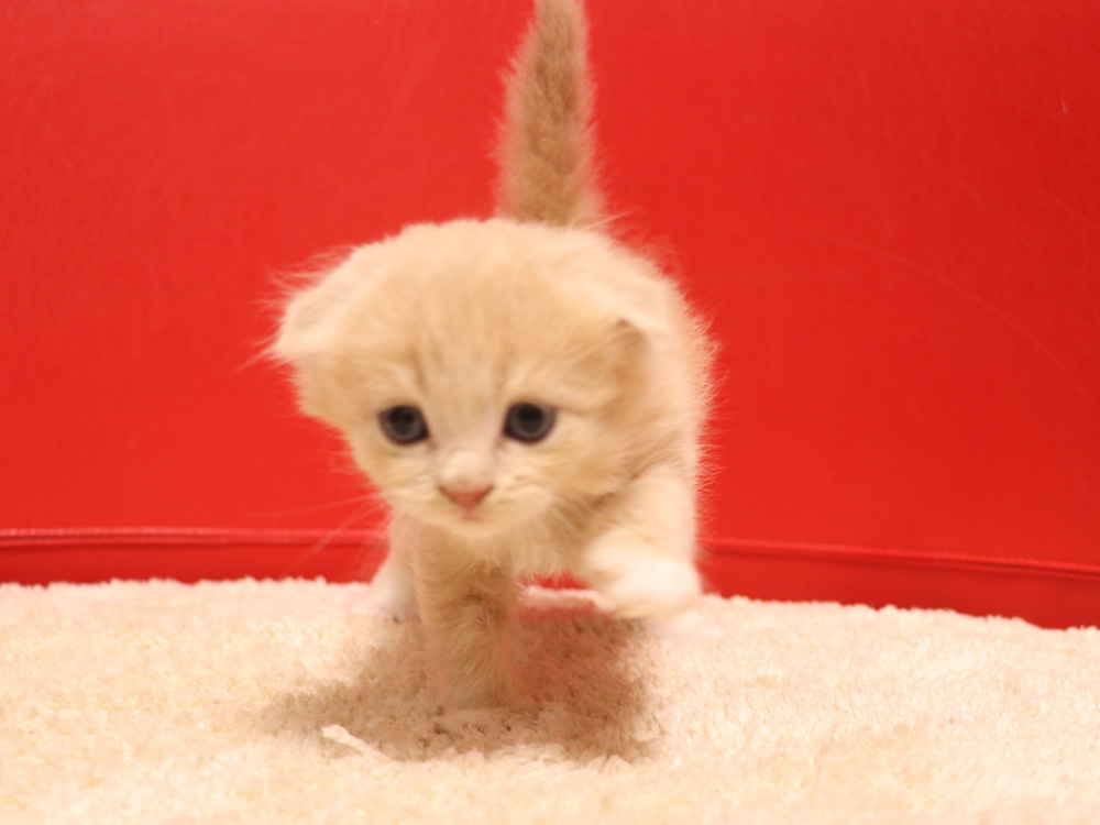 スコティッシュフォールドの子猫画像
