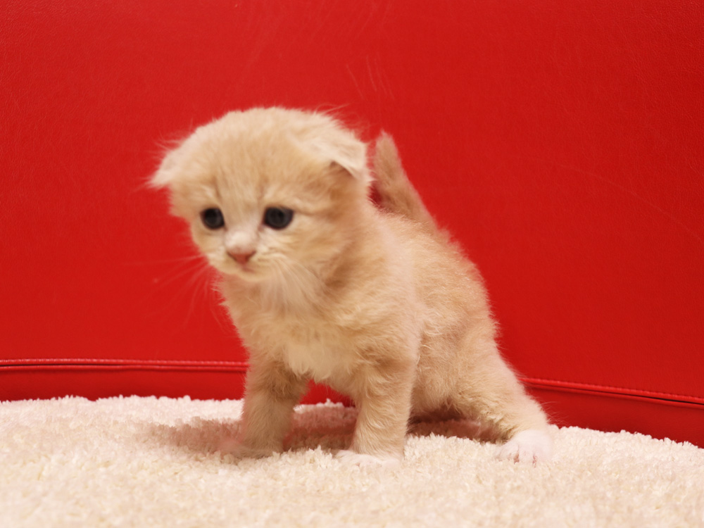 スコティッシュフォールドの子猫画像