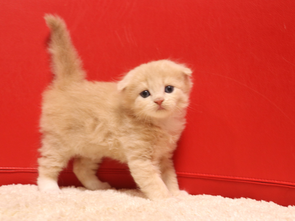 スコティッシュフォールドの子猫画像