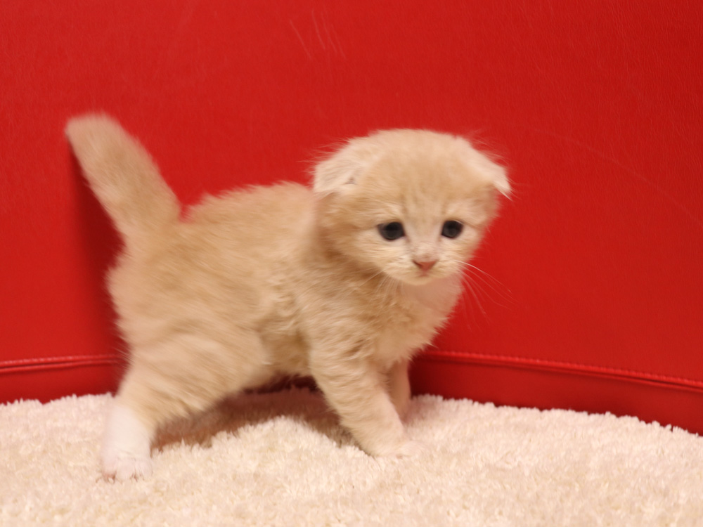 スコティッシュフォールドの子猫画像