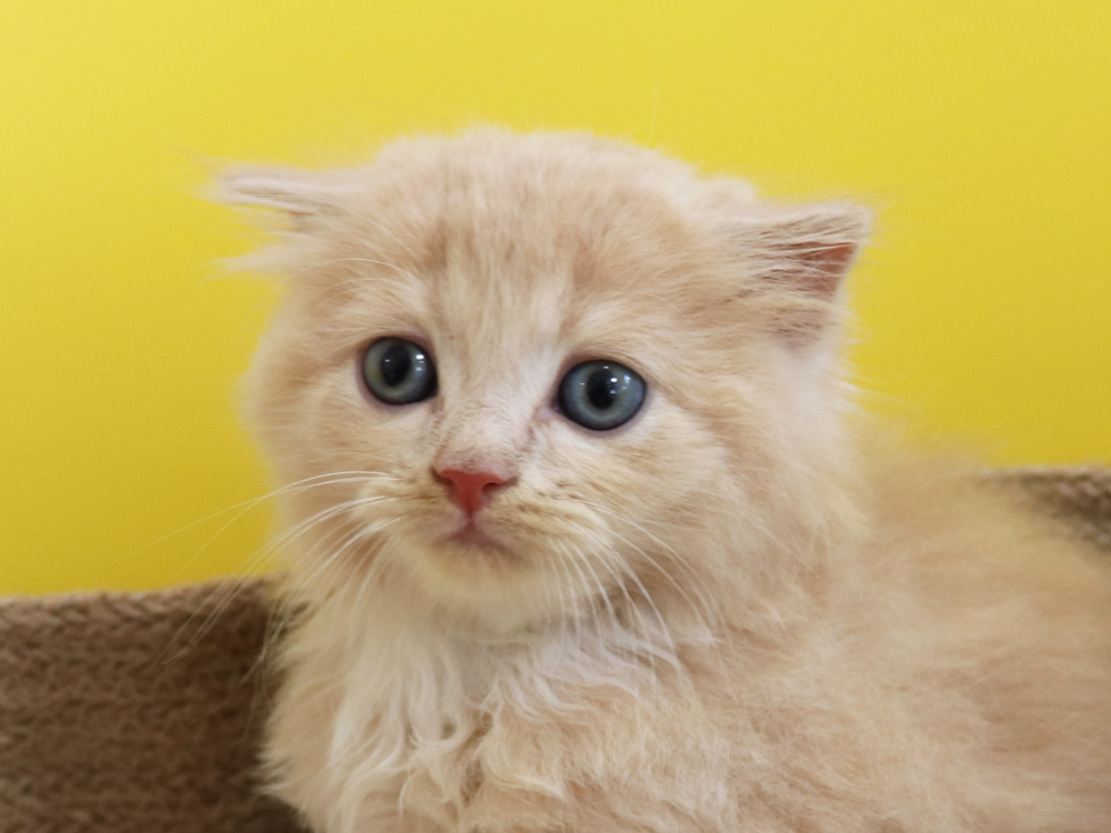 スコティッシュフォールドの子猫画像
