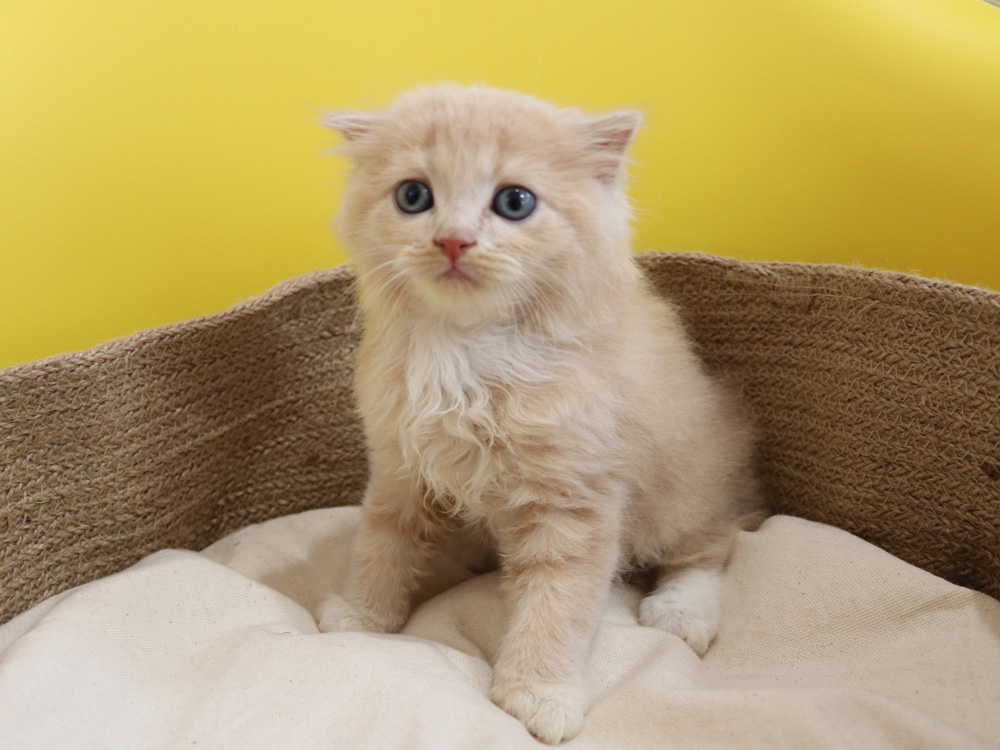 スコティッシュフォールドの子猫画像