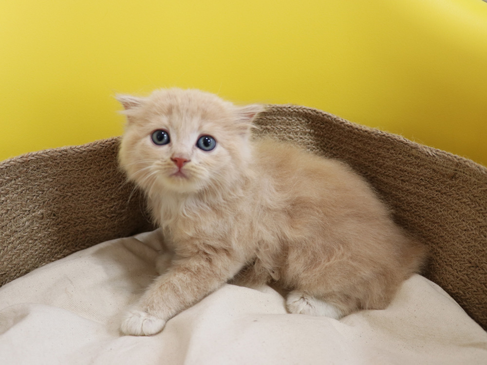 スコティッシュフォールドの子猫画像