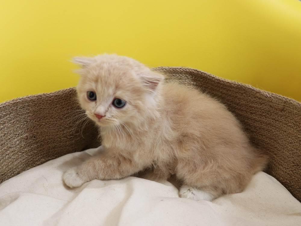 スコティッシュフォールドの子猫画像