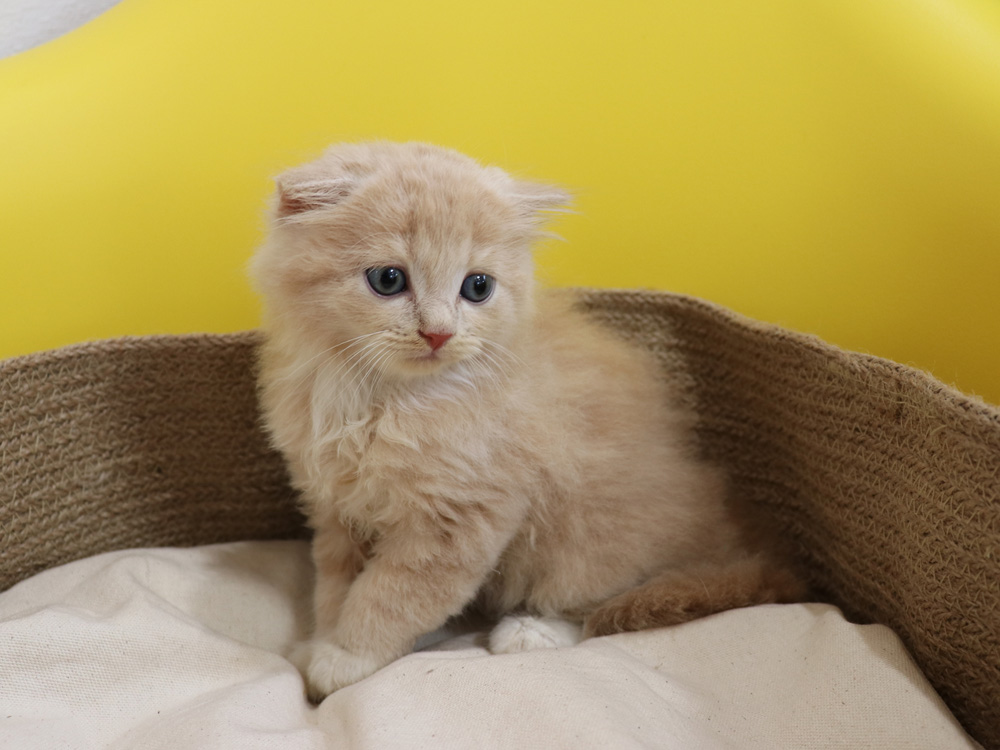 スコティッシュフォールドの子猫画像