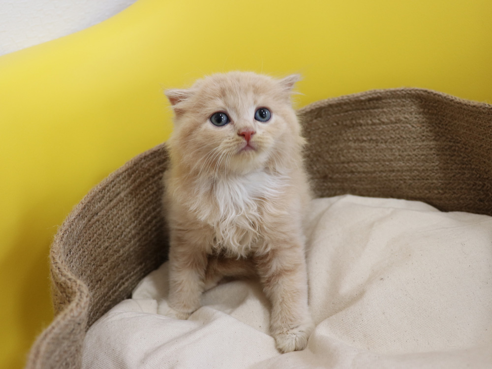 スコティッシュフォールドの子猫画像
