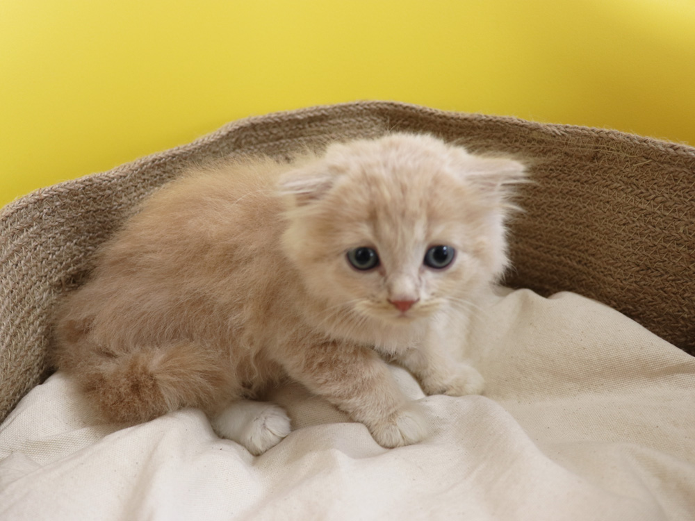 スコティッシュフォールドの子猫画像