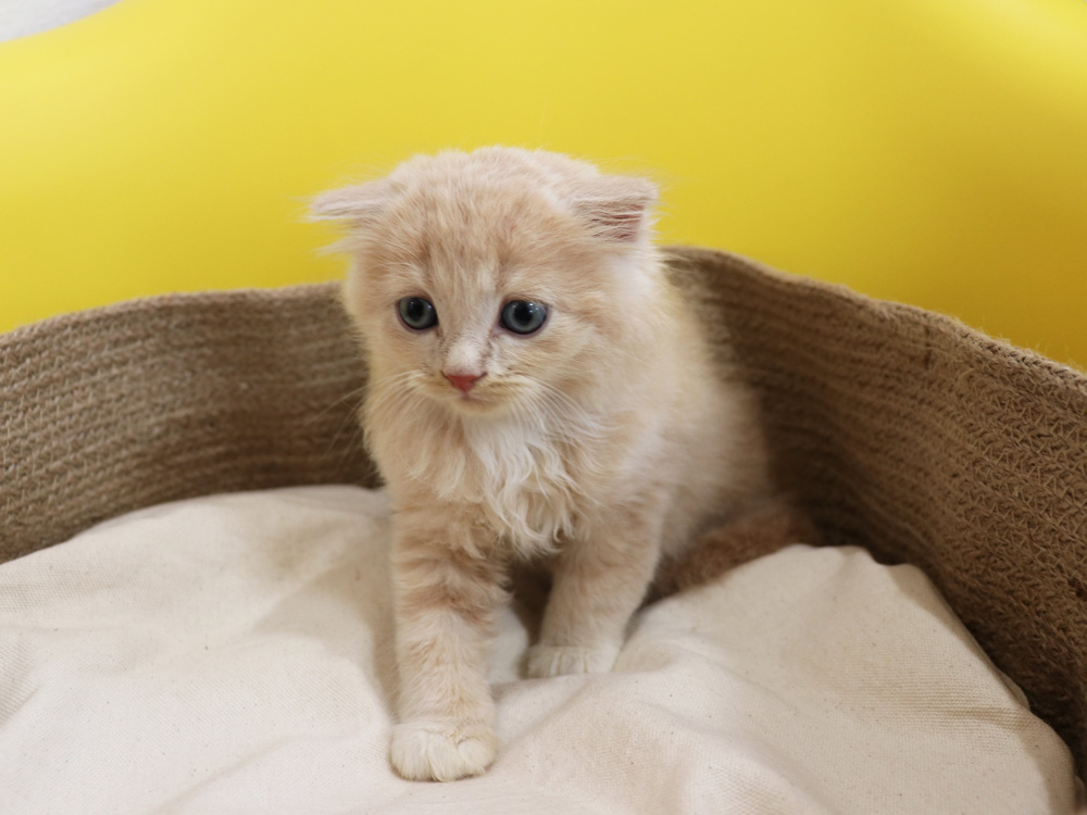 スコティッシュフォールドの子猫画像