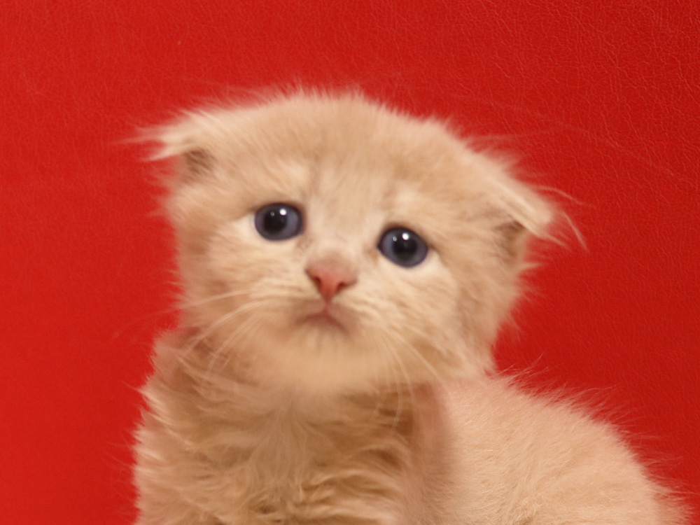 スコティッシュフォールドの子猫画像