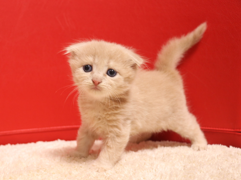 スコティッシュフォールドの子猫画像