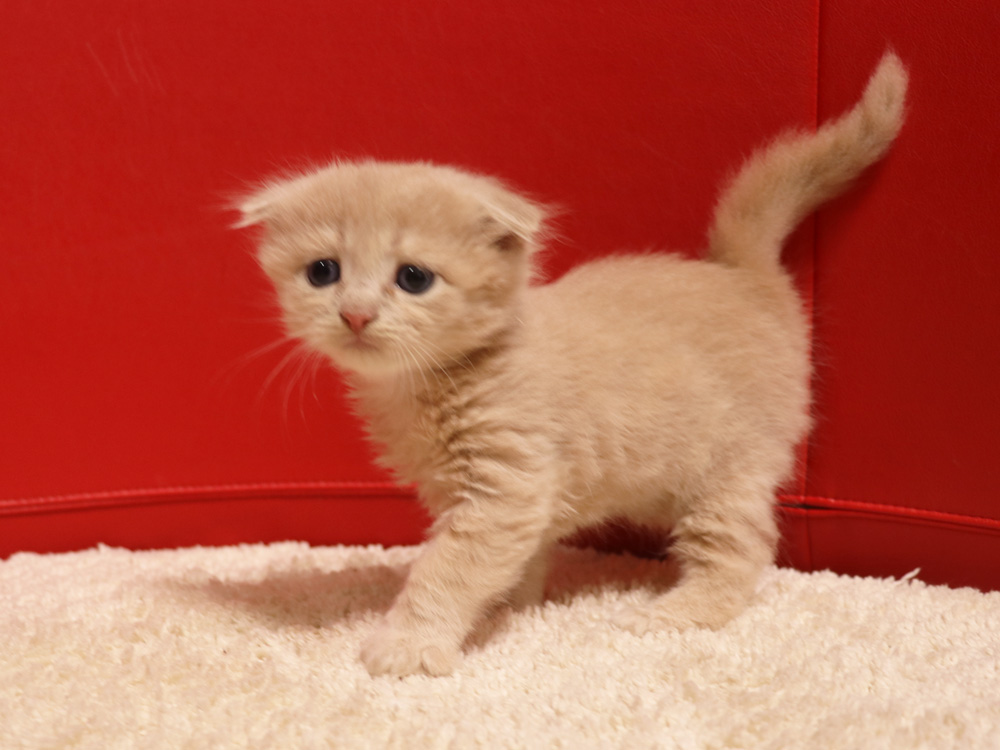 スコティッシュフォールドの子猫画像