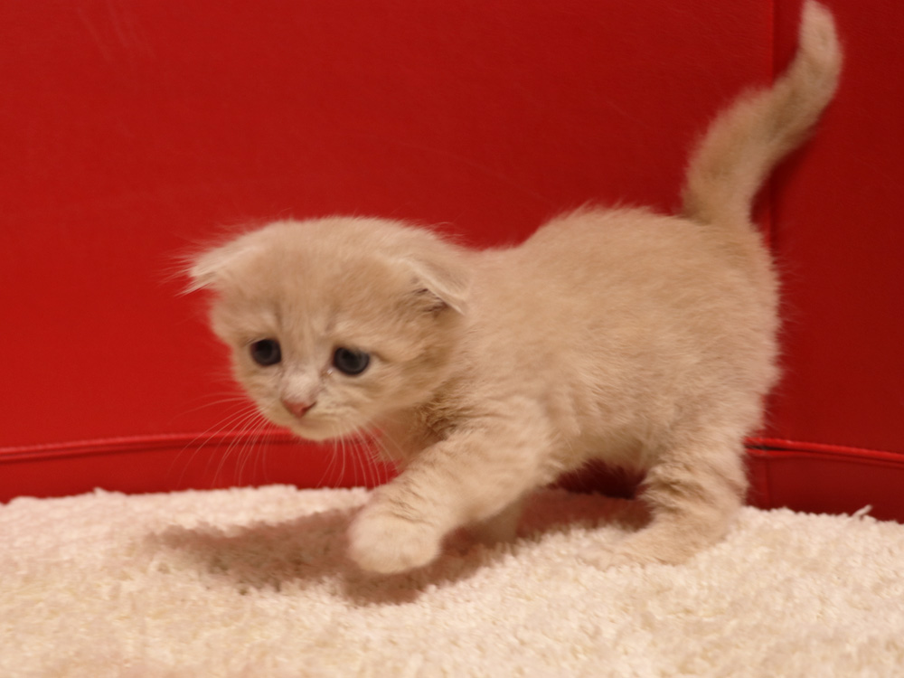 スコティッシュフォールドの子猫画像