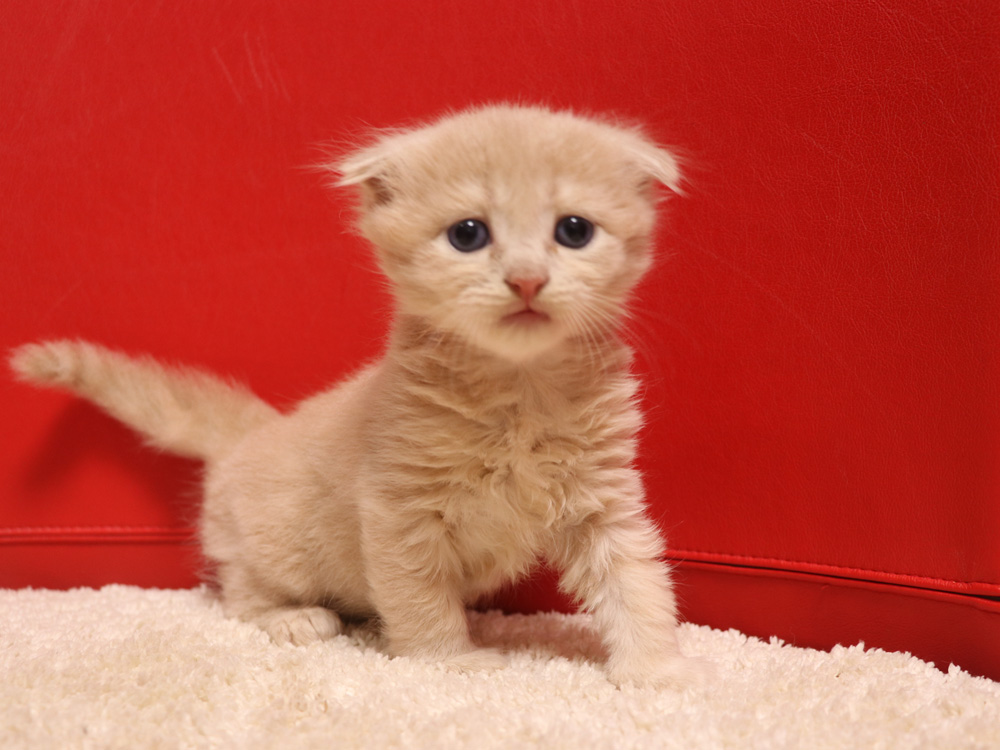 スコティッシュフォールドの子猫画像