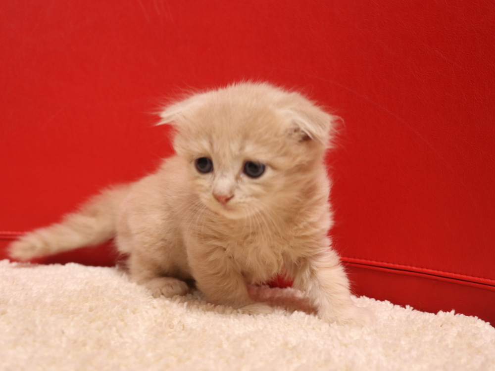 スコティッシュフォールドの子猫画像
