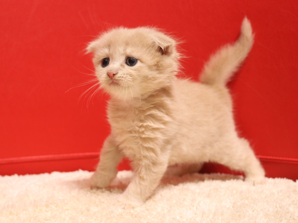 スコティッシュフォールドの子猫画像