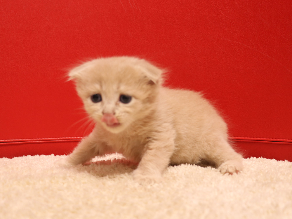 スコティッシュフォールドの子猫画像