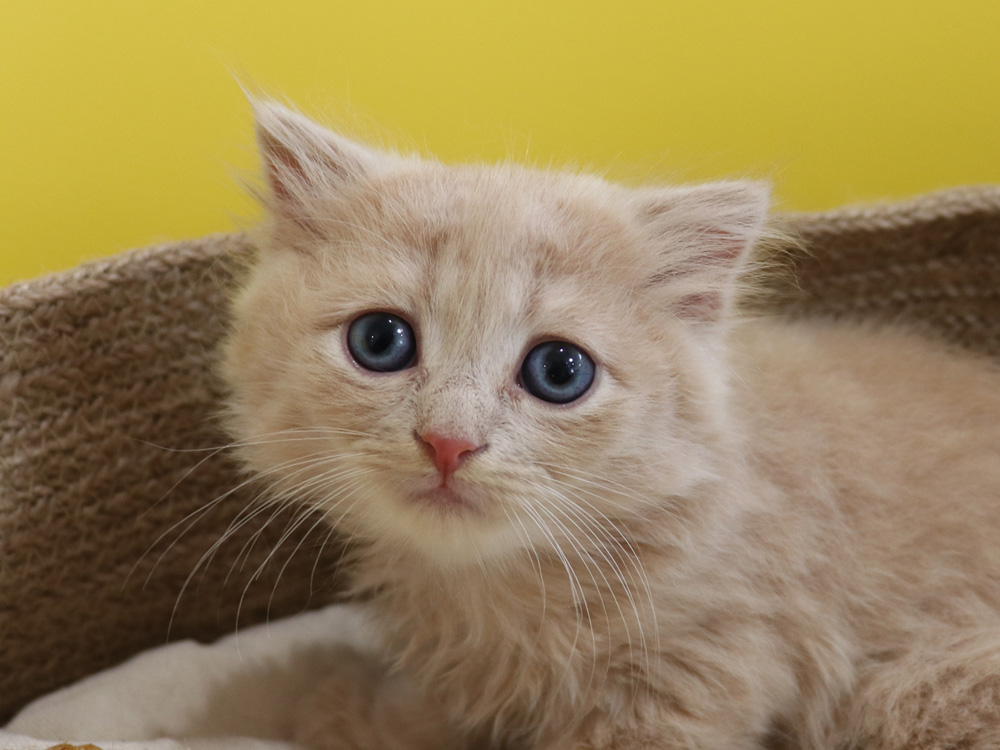 スコティッシュフォールドの子猫画像