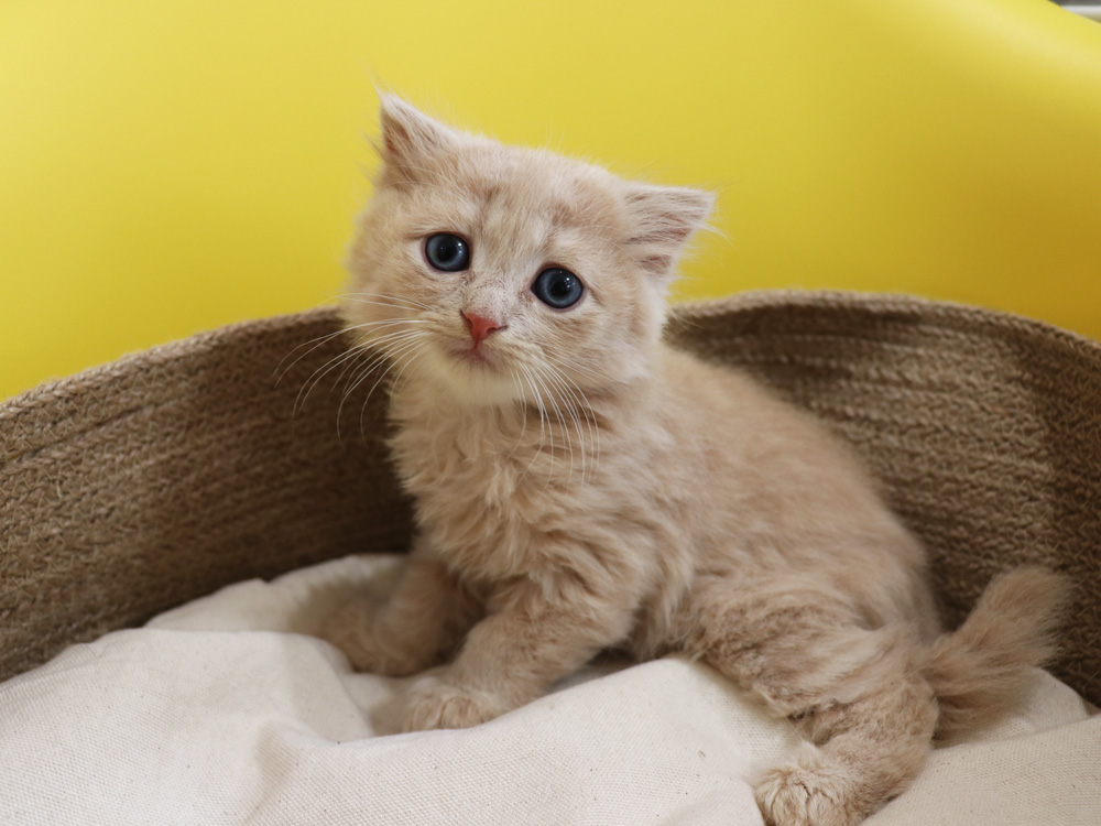 スコティッシュフォールドの子猫画像