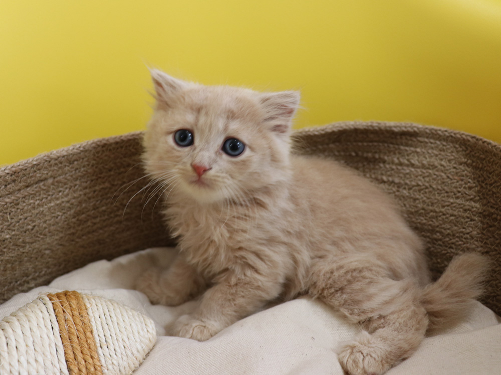スコティッシュフォールドの子猫画像