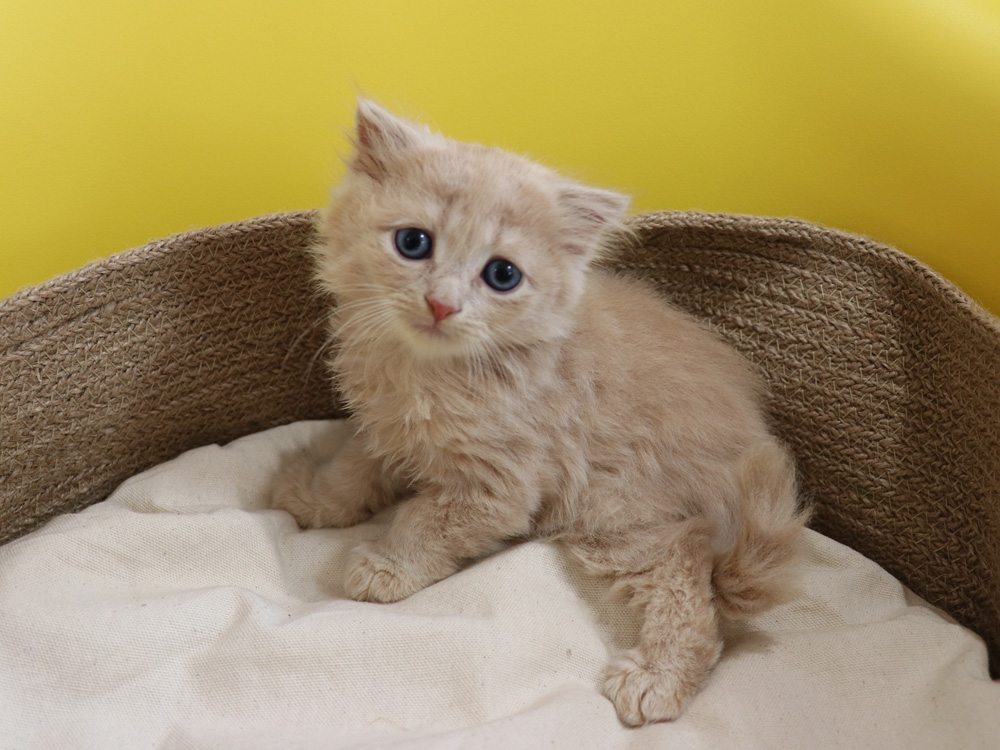 スコティッシュフォールドの子猫画像