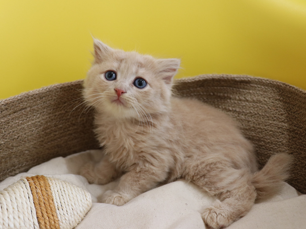 スコティッシュフォールドの子猫画像