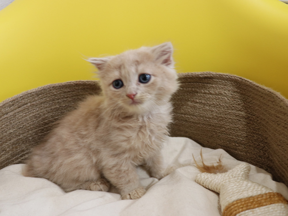 スコティッシュフォールドの子猫画像
