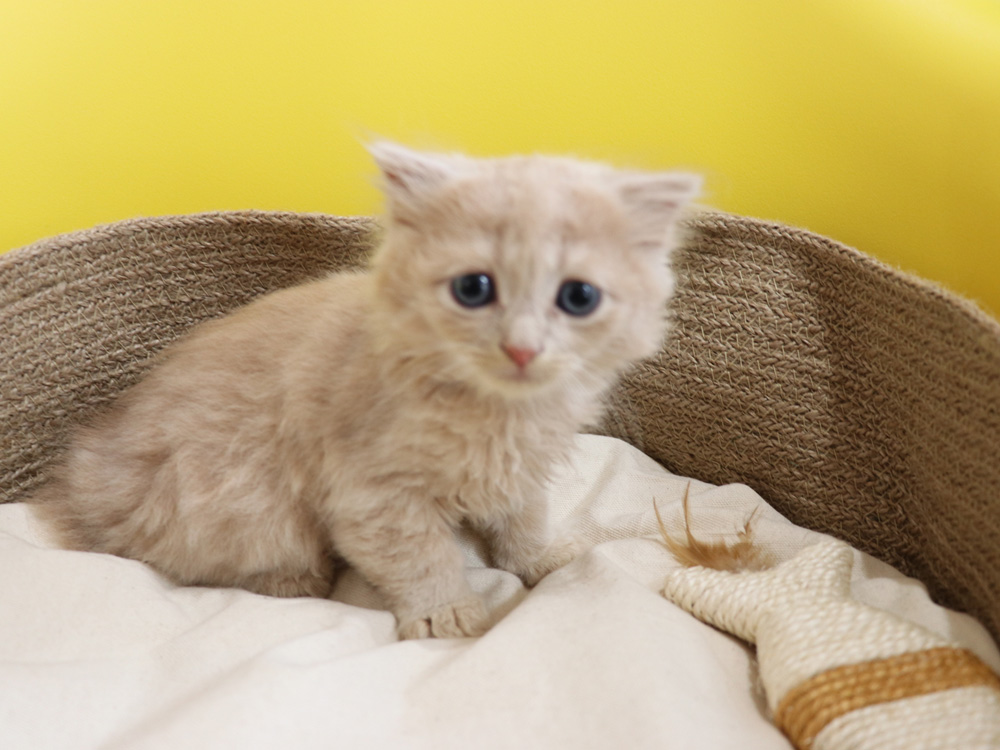 スコティッシュフォールドの子猫画像