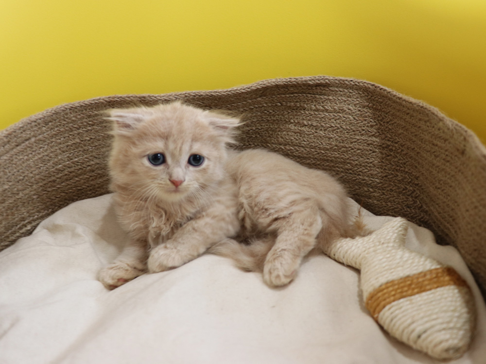 スコティッシュフォールドの子猫画像